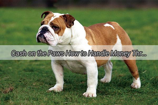 Cash on the Paws How to Handle Money Thrown by a Curious Canine